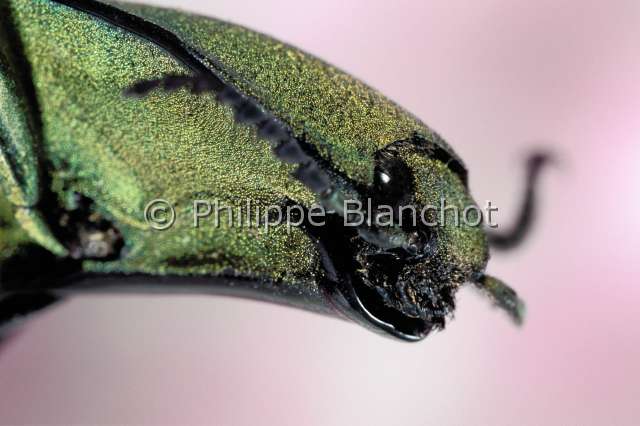 Chalcolepidius exquisitus 2.JPG - Chalcolepidius exquisitus (Portrait)taupinsnapping beetleColeopteraElateridaePanama